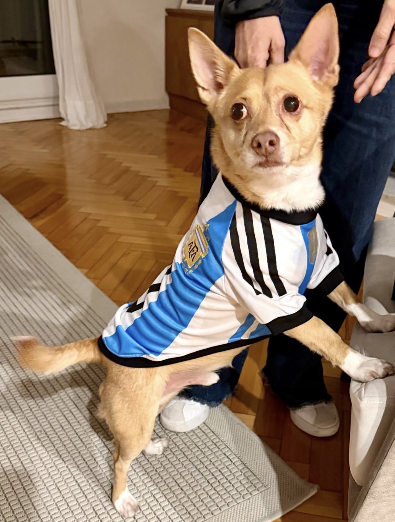 A small dog wearing an Argentina football jersey